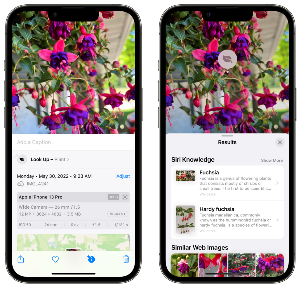 和硕苹果手机维修分享小技巧：使用 iPhone 相机识别花卉植物 